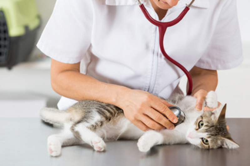 Exame de Toxoplasmose Gato Centro - Exame de Sangue em Gato