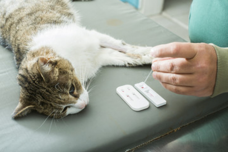 Exame de Toxoplasmose no Gato Preço Niterói - Exame de Fezes para Gato