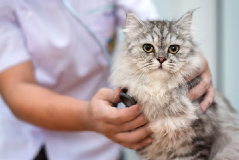 Exame de Toxoplasmose no Gato Piquete - Exame de Fezes para Gato