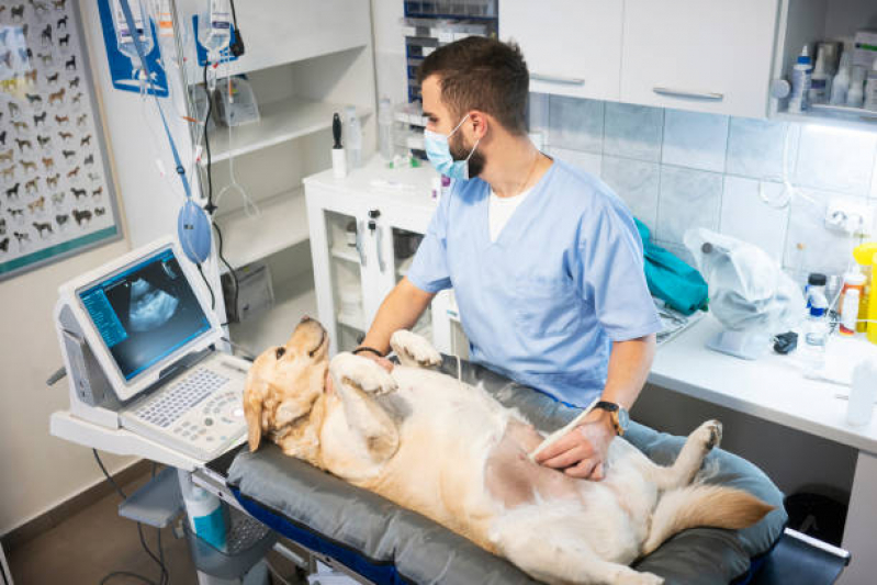 Exame de Ultrassom Abdominal Cão Valor Caxito Pequeno - Exame de Ultrassom Abdominal para Cachorro Niterói