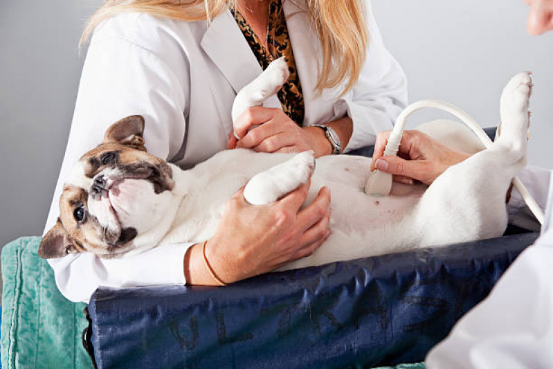 Exame de Ultrassom Abdominal Cão Lagomar - Exame de Ultrassom para Cachorro