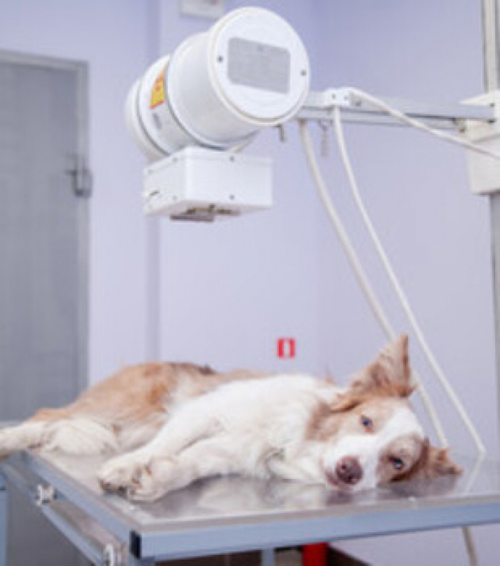 Exame de Ultrassom Abdominal para Cachorro Cantagalo - Exame de Raio X do Tórax para Cachorro