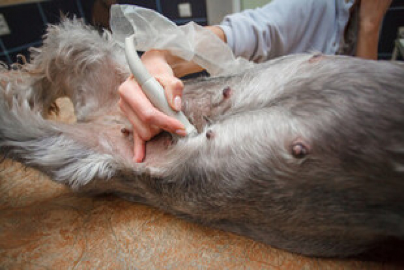 Exame de Ultrassom Cachorro Valor Barroco - Itaipuaçu - Exame de Ultrassom Abdominal Cão