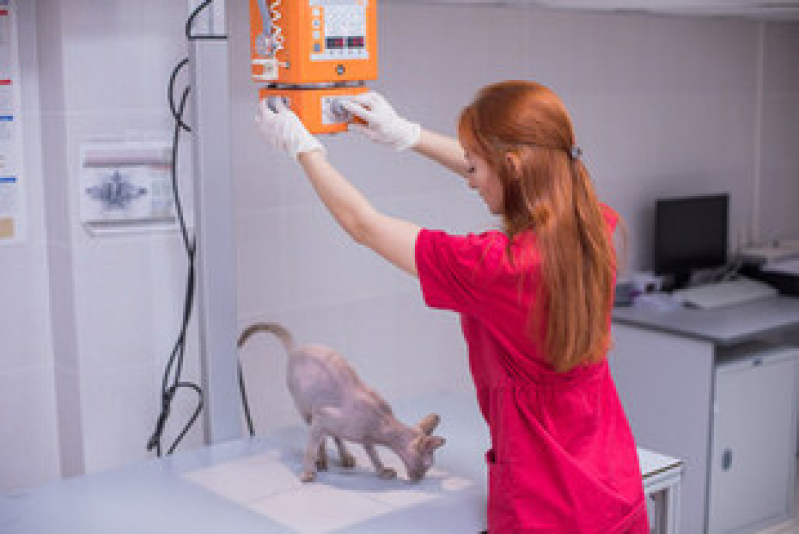 Exame de Ultrassom de Gato Camboinhas - Exame de Raio X para Animais
