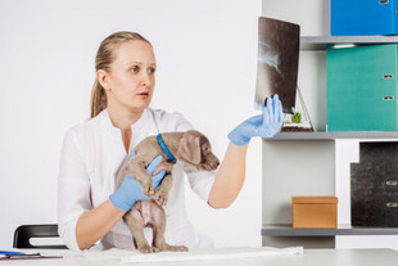 Exame de Ultrassom Gato Valor Recreio - Exame de Ultrassom Abdominal para Cachorro