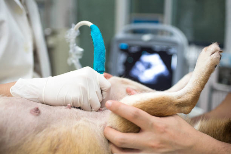 Exame de Ultrassom para Cachorro Valor Maceió - Exame de Ultrassom Abdominal para Cachorro