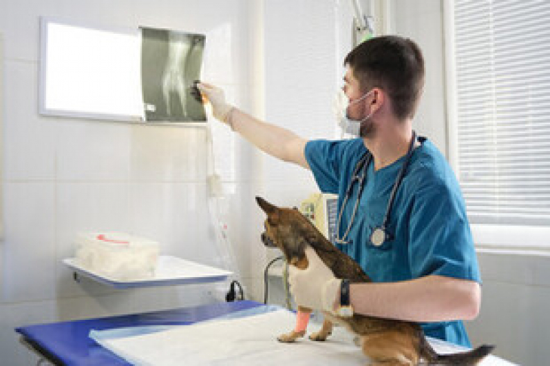 Exame de Ultrassom para Gato Valor Verdes Mares - Exame de Ultrassom Abdominal Cão