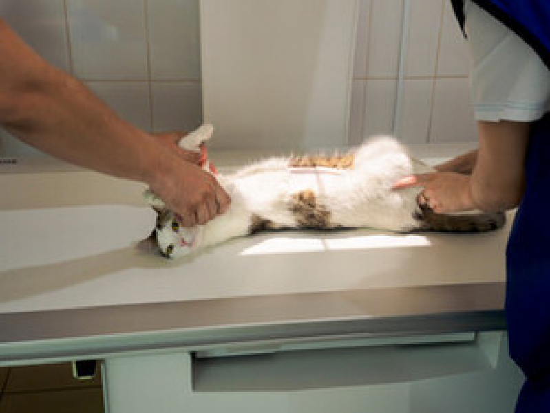Exame de Ultrassom para Gato Aracatiba - Exame de Raio X para Animais