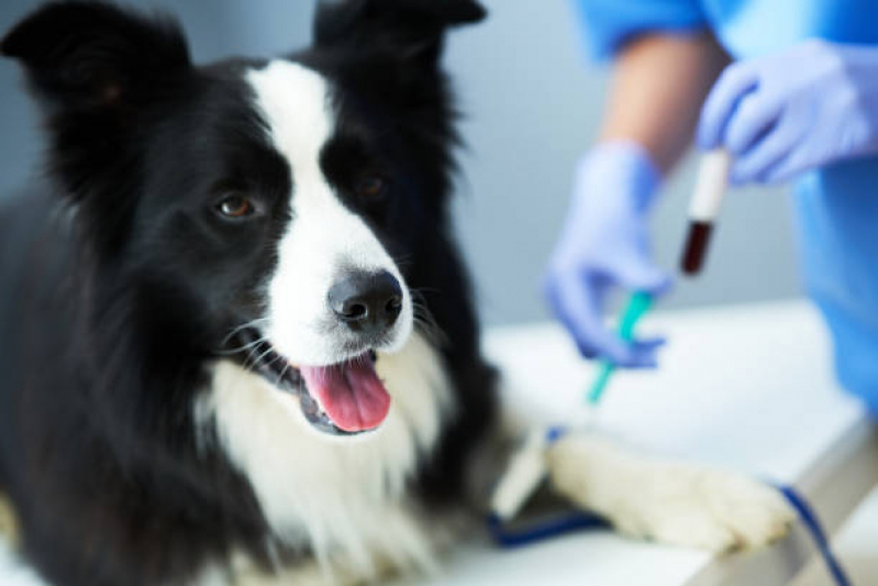 Exame de Urina Cachorro Preço Serra Grande - Exame de Sangue em Cachorro Niterói