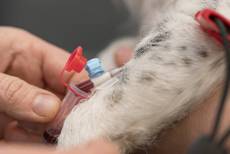 Exame de Urina Cachorro Caxito Pequeno - Exame de Sangue para Cachorro