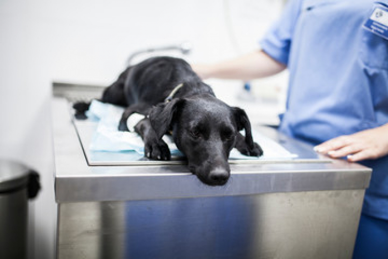 Exame de Urina em Cachorro Jardim Imbuí - Exame de Sangue para Cachorro