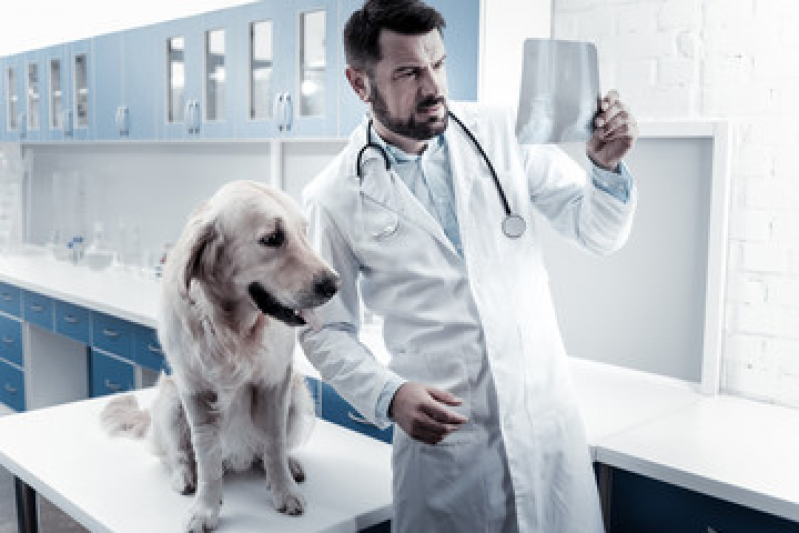 Exame de Urina em Cães Preço São Domingos - Exame de Pele em Cachorro