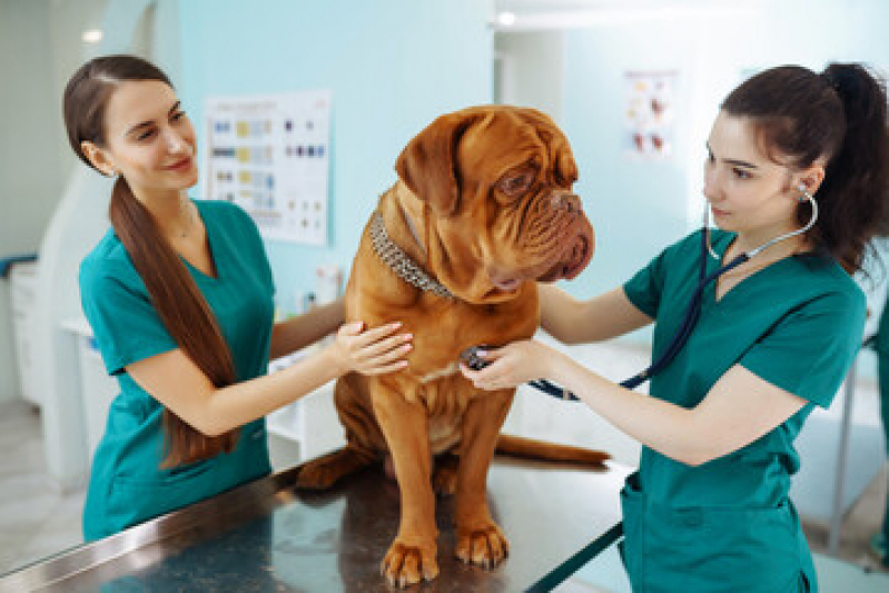 Exame de Urina em Cães Ponta Grossa - Exame de Sangue em Cachorro Niterói