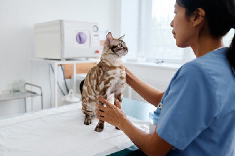 Exame de Urina em Gatos Preço Recreio - Exame de Fezes para Gato