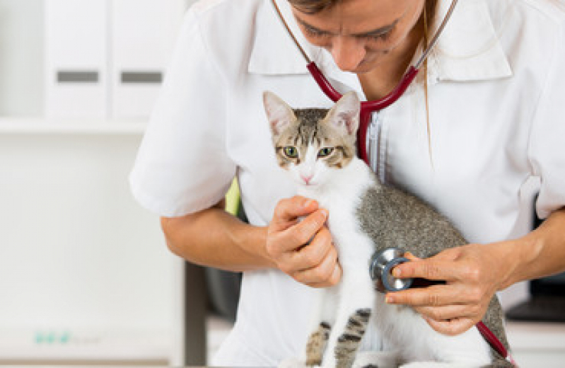 Exame de Urina em Gatos Serra Grande - Exame de Toxoplasmose no Gato