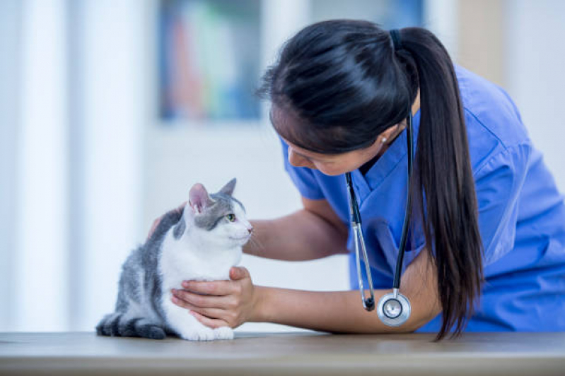 Exame Toxoplasmose em Gato Preço Caju - Exame de Sangue em Gatos