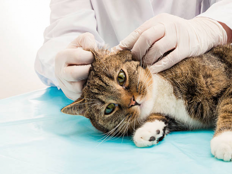 Exame Toxoplasmose em Gato Pedreira - Exame de Sangue de Gato