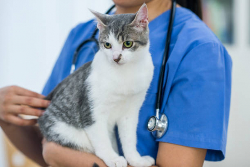 Exame Toxoplasmose Gato Preço Icaraí - Exame de Sangue em Gatos