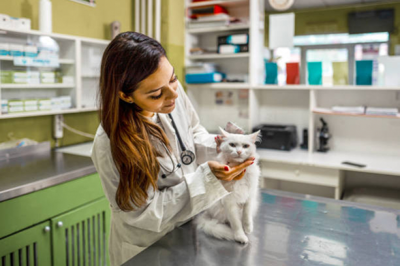 Exame Toxoplasmose Gato Costa Azul - Exame de Fezes para Gato