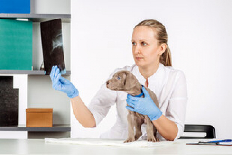 exames de imagem para animais exame de raio x do torax para cachorro RJ