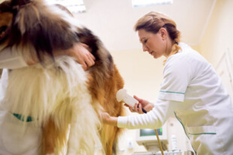 exames de imagem para animais exame de ultrassom abdominal para cachorro niteroi RJ