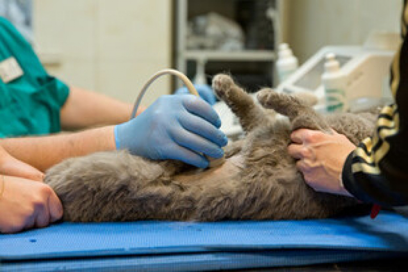 exames de imagem para animais exame de ultrassom para gato RJ