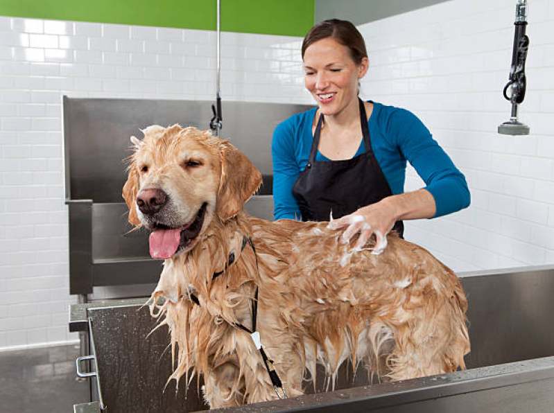 Hidratação de pelo de Cachorro Recreio - Hidratação para pelo de Cães