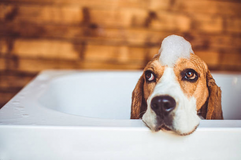 Hidratação em pelos de Cães Valores Chácara Inoa - Hidratação para Cachorro
