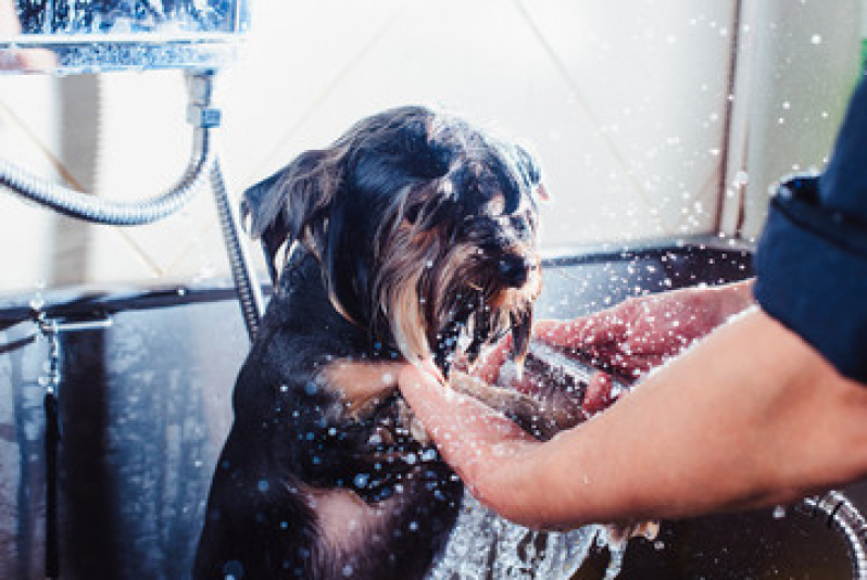 Hidratação para Cachorro Shih Tzu Balneário Remanso - Hidratação para pelo de Cães
