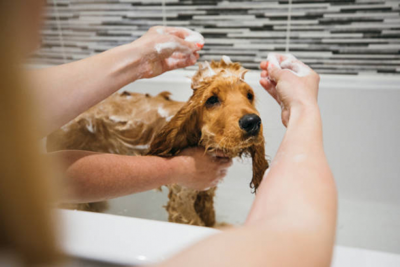 hidratacao para cachorros hidratacao para cachorro rio das ostras RJ