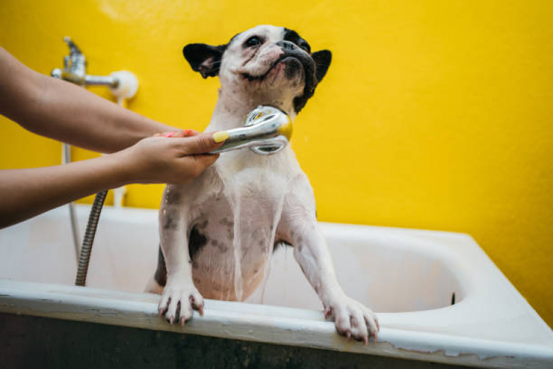Hidratação para pelos de Cachorro Valores Bom Jardim - Hidratação em Cachorro Filhote