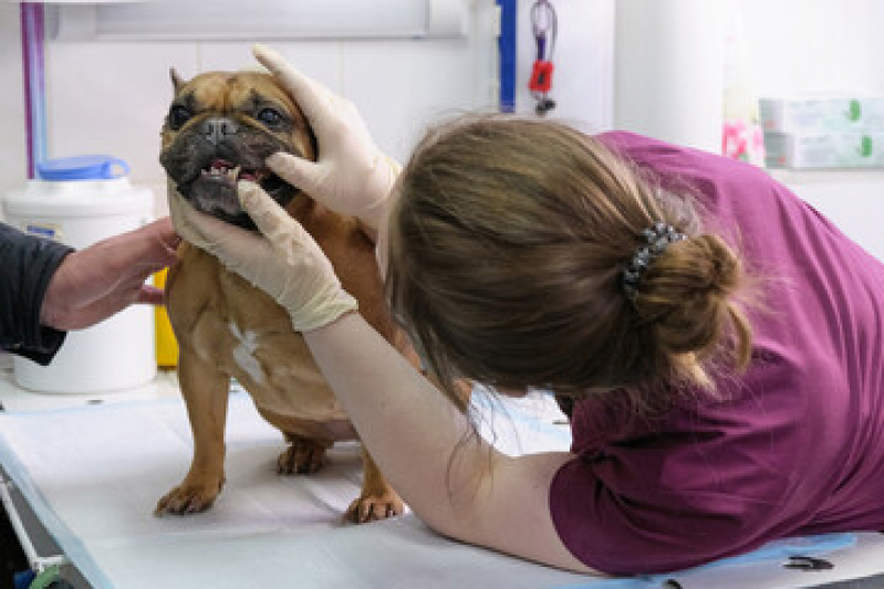 Limpeza de Tártaro de Cães e Gatos Centro - Limpeza de Tártaro em Animais