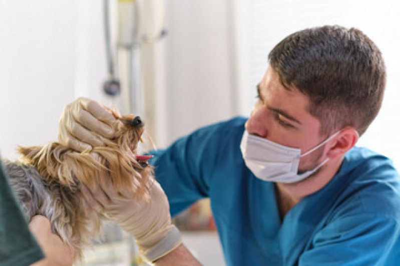 limpeza de tartaros limpeza de tartaro cachorro RJ