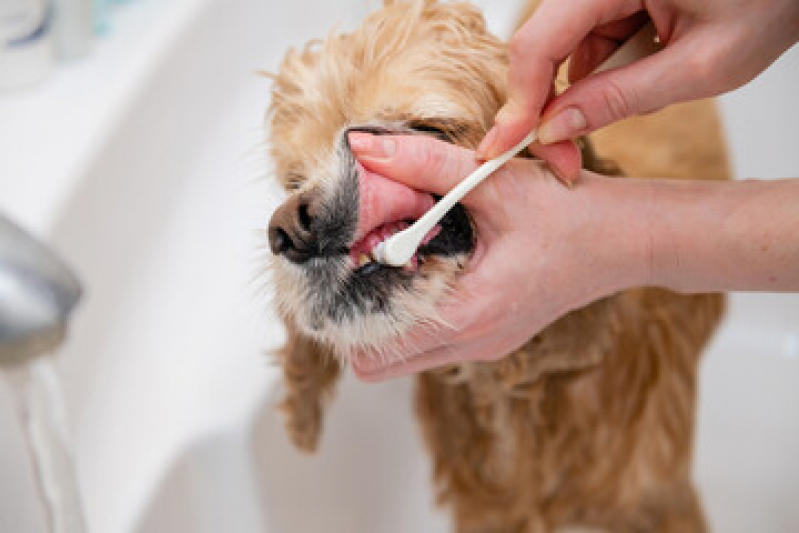 limpeza de tartaros limpeza de tartaro de cachorro RJ