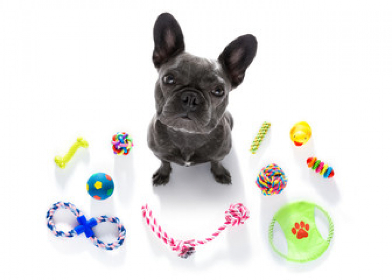Onde Comprar Brinquedo Interativo para Cachorro Jardim Mariléa - Brinquedo para Cachorro
