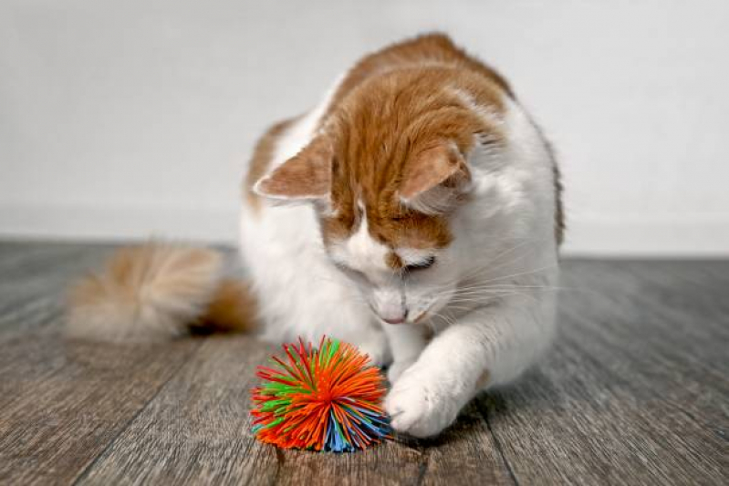 Onde Comprar Brinquedo para Gato Morder Maralegre - Brinquedo Interativo para Gato