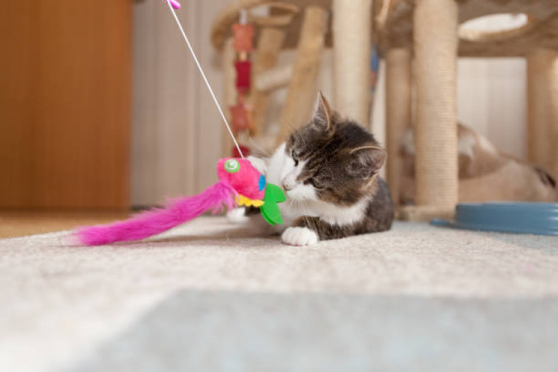 Onde Comprar Brinquedo para Gato Bom Jardim - Brinquedo Interativo para Gato