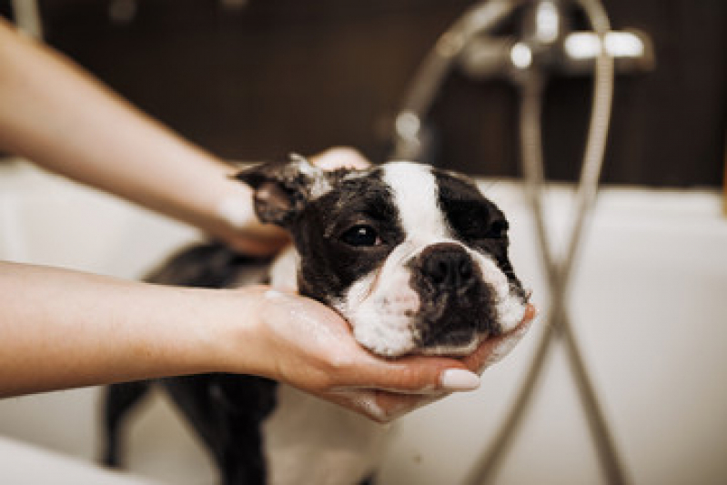 Onde Encontrar Pet Shop Banho Caxito Pequeno - Pet Shop Cães e Gatos