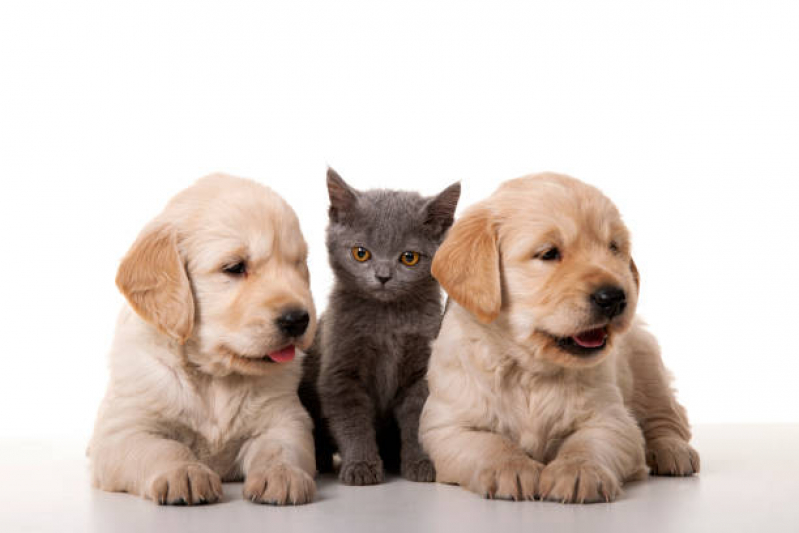 Onde Encontrar Pet Shop Cães e Gatos Várzea das Moças - Pet Shop para Cachorros