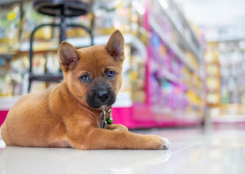Onde Encontrar Pet Shop Leva e Traz Mirante da Lagoa - Pet Shop Banho e Tosa