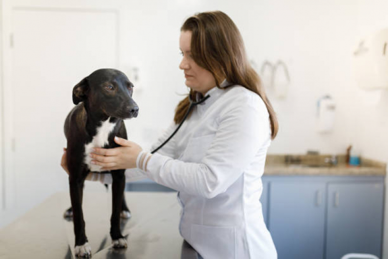 Onde Faz Exame Cardiológico em Cachorro Balneário Remanso - Exame de Urina em Cães