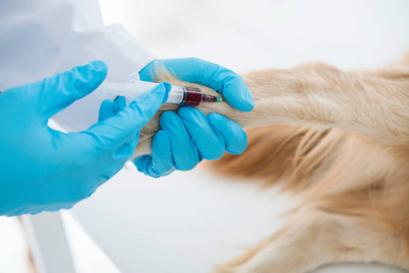 Onde Faz Exame de Fezes Cachorro Centro - Exame de Sangue Canino