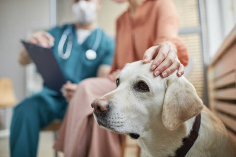 Onde Faz Exame de Fezes em Cachorro Itacoatiara - Exame Cardiológico em Cachorro