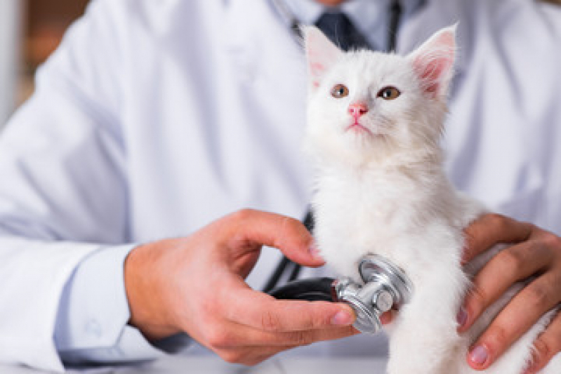Onde Faz Exame de Fezes Gato Cancela Preta - Exame de Urina em Gatos