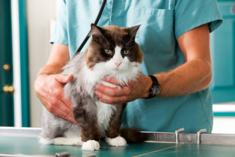 Onde Faz Exame de Fezes para Gato Mumbuca - Exame de Sangue de Gato