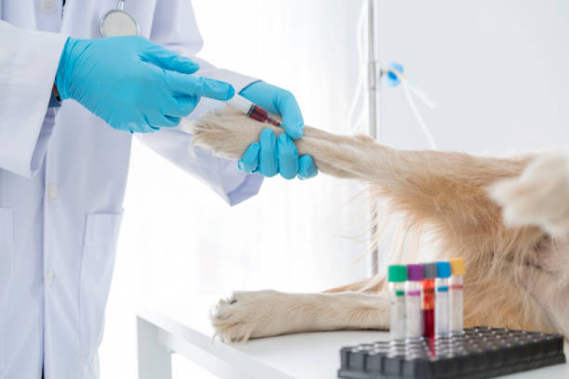 Onde Faz Exame de Sangue Canino Baldeador - Exame de Sangue Canino