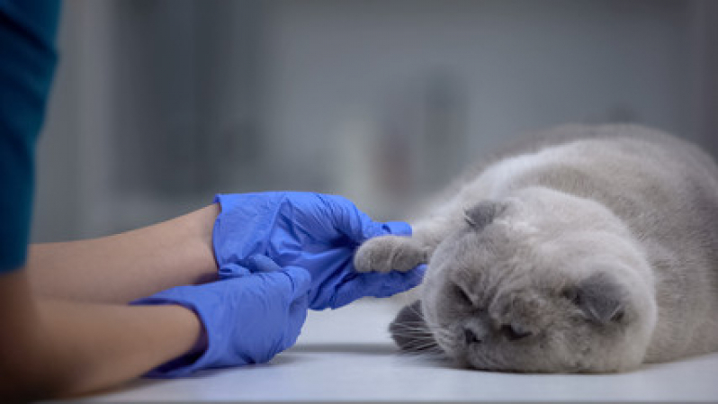 Onde Faz Exame de Sangue de Gato Santo Antônio - Exame de Toxoplasmose no Gato