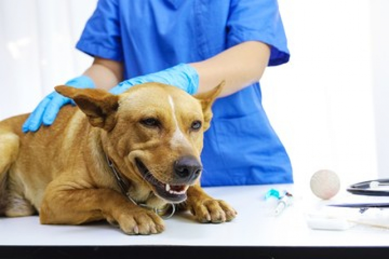 Onde Faz Exame de Sangue em Cachorro Parque Rosário - Exame Cardiológico em Cachorro
