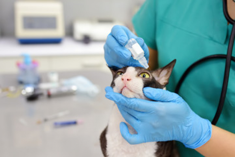 Onde Faz Exame de Sangue em Gatos Cordeirinho - Exame de Sangue em Gatos