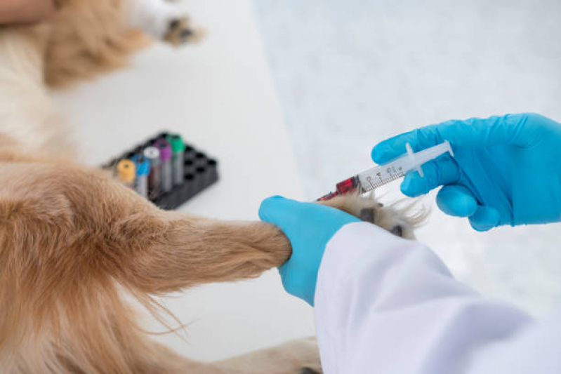 Onde Faz Exame de Sangue para Cachorro Atlântica - Exame de Sangue em Cachorro Niterói